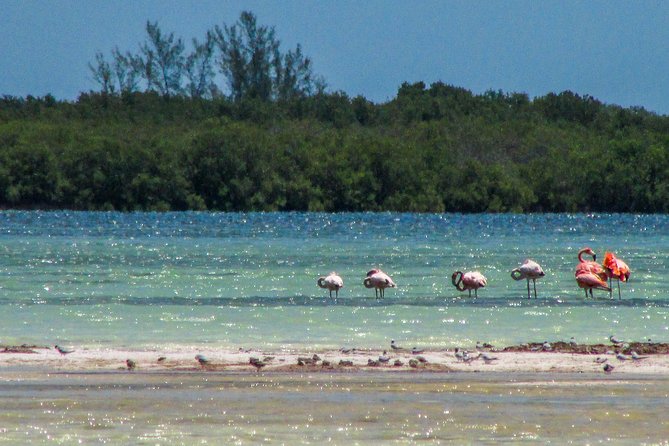 Holbox Island Tour departure from Cancun - Isla Holbox from Cancun: a calm day off the busy-beach track