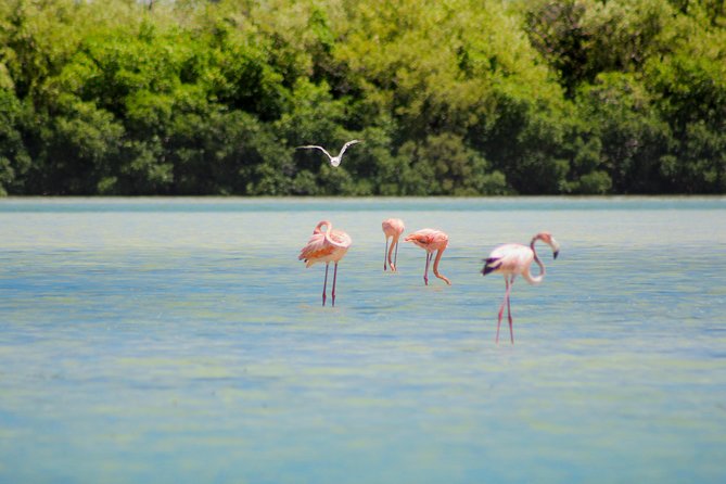 Holbox Island Tour From Cancun - Price and what you’ll actually pay