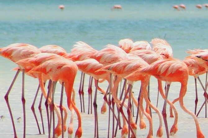 Holbox plus Island Magic by boat Tour from Cancun - Punta Mosquito: The Photo Stop Where Clouds Get Reflected