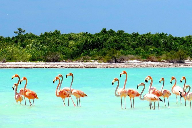 Holbox plus Island Magic by boat Tour from Cancun - Isla de la Pasión Sandbanks: White Sand and Bird Watching Time