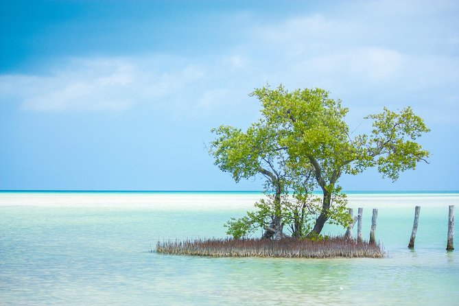 Holbox tour from Cancun and Riviera Maya - Isla Holbox Time: Beaches, Colors, and the Golf Cart Reality
