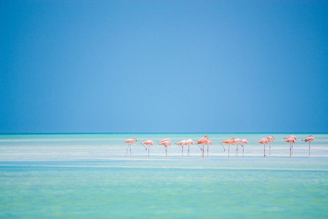 Holbox tour from Cancun and Riviera Maya - Food on Holbox: Good Moments, Mixed Reviews