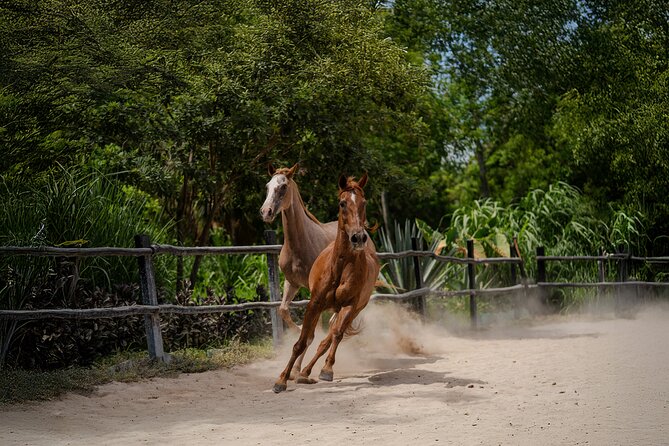 Horseback Riding and Cenote Swim from Cancun or Playa del Carmen - Timing and Flow: What the 2 Hours Actually Feels Like