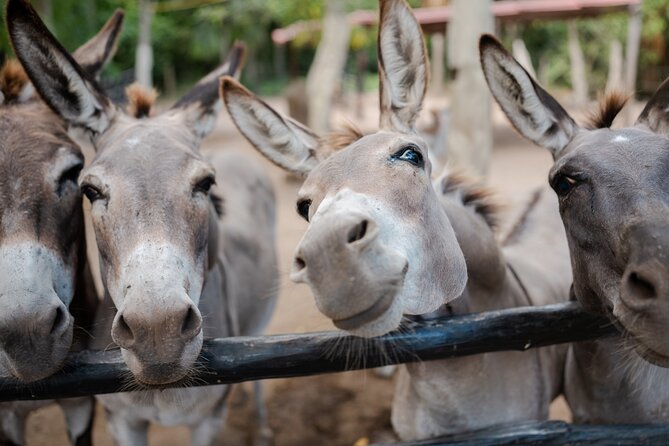 Horseback Riding and Cenote Swim from Cancun or Playa del Carmen - Price and Value: What You Get for $120