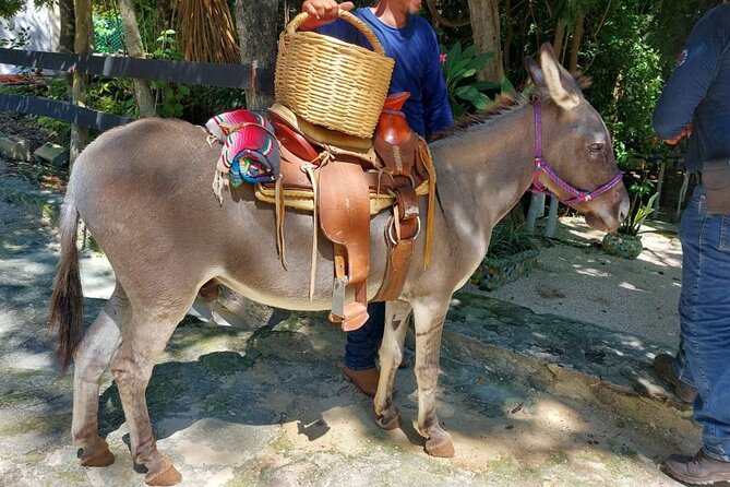 Horseback Riding Tour at Rancho Bonanza and Cenote Swim - Price and value: what you’re paying for at $149 per person