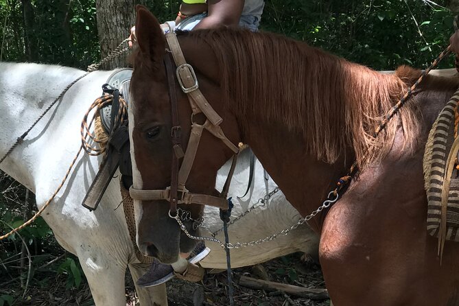 Horseback riding with ATV, zip lines and cenote, lunch and transfer - ATV Circuit Through Jungle Paths: Mud, Rocks, and Actual Work