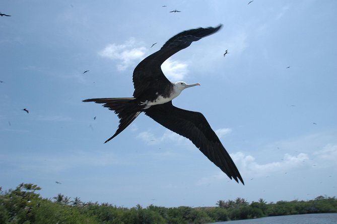 Isla Contoy Eco Adventure - Isla Contoy National Park: Limited Footpaths, Big Bird Energy