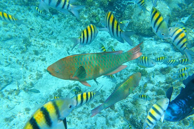 Isla Mujeres Basic Tour in Catamaran with Snorkel and Open Bar - Snorkeling at Arrecife El Meco: what you’re actually paying for