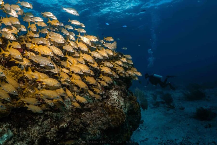 Isla Mujeres - MUSA and the Manchones Reef - Snorkel - Should you book Isla Mujeres: MUSA and Manchones Reef snorkeling?
