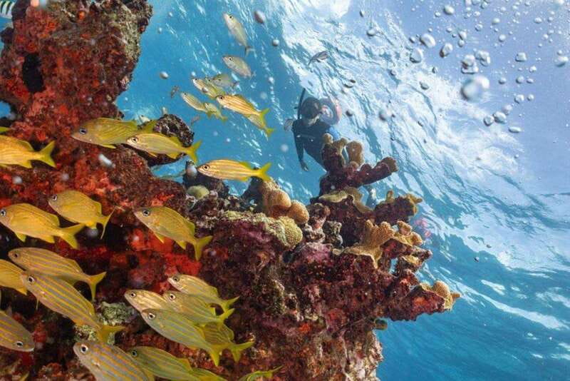 Isla Mujeres: Snorkel Tour at Musa and Manchones Reef - Quick takes: what you get for your money