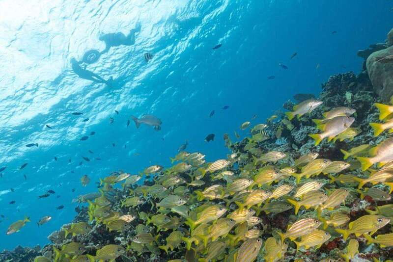 Isla Mujeres: Snorkel Tour at Musa and Manchones Reef - Why this Isla Mujeres snorkel pairs MUSA and Manchones