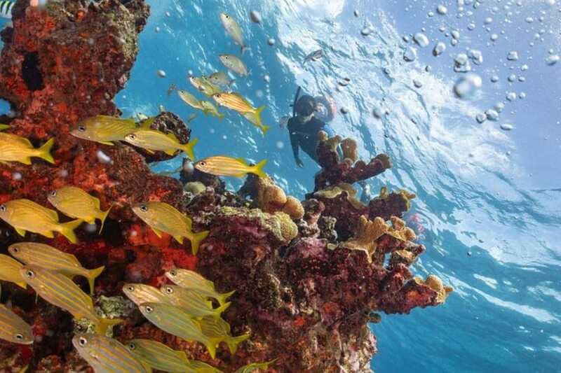 Isla Mujeres: Snorkel Tour at Musa and Manchones Reef - Should you book this MUSA and Manchones snorkel tour?