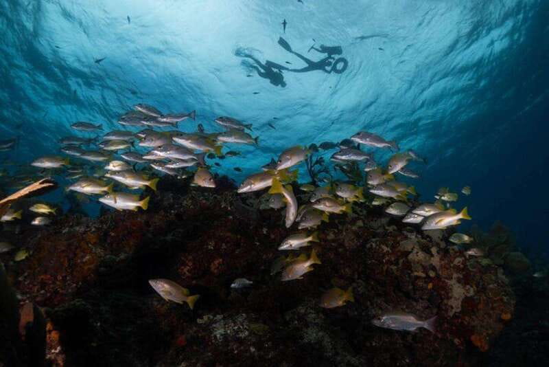 Isla Mujeres: Snorkel Tour at Musa and Manchones Reef - Boat-to-water rhythm: how the tour stays beginner-friendly