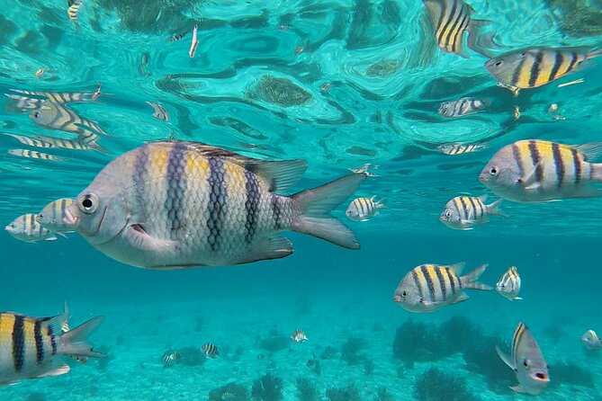 Isla Mujeres Snorkeling Adventure at the Underwater Museum - The boat-only reef plan: two snorkel stops, real time in the water
