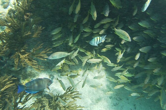 Isla Mujeres Snorkeling Adventure at the Underwater Museum - Underwater museum moments: statues, artificial habitat, and that VW Bug sight