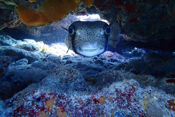 Isla Mujeres Snorkeling Tour - Stop 1: El Farito and What You’re Likely to See
