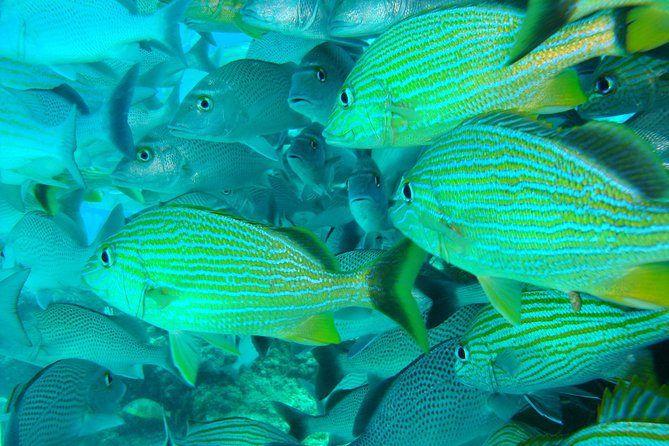 Isla Mujeres Snorkeling Tour - Small Group Size (Max 8): More Attention, Less Waiting