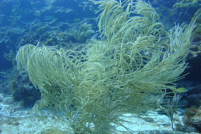 Isla Mujeres Snorkeling Tour - Timing: 1 Hour 15 Minutes That Works for Island Days