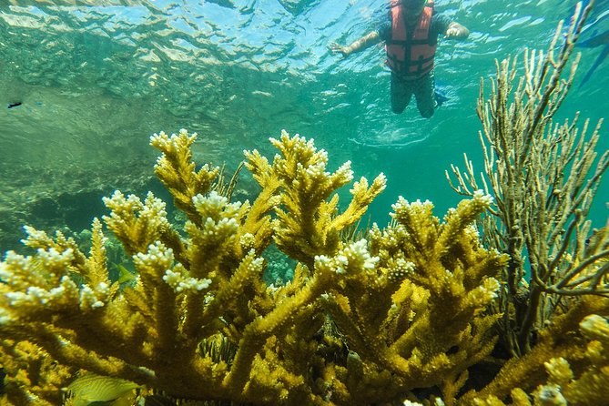 Isla Mujeres Snorkeling Tour Adventure - Stop 3: Manchones Reef for the Big Coral Payoff
