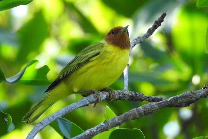 Kayak adventure through Laguna Nichupté in Cancun - Wildlife You Can Expect (And Why Timing Makes a Difference)
