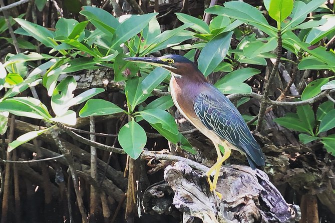 Kayak adventure through Laguna Nichupté in Cancun - Price and Value: Is $52.46 Worth It?
