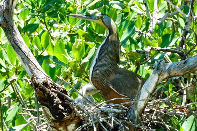 Kayak adventure through Laguna Nichupté in Cancun - Who Should Book This (And Who Might Want a Different Option)