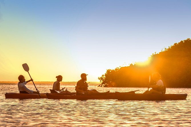 Kayak adventure through Laguna Nichupté in Cancun - 3 Hours on the Water: Bird Tree, Mangrove “Birth,” and Tunnel Stops