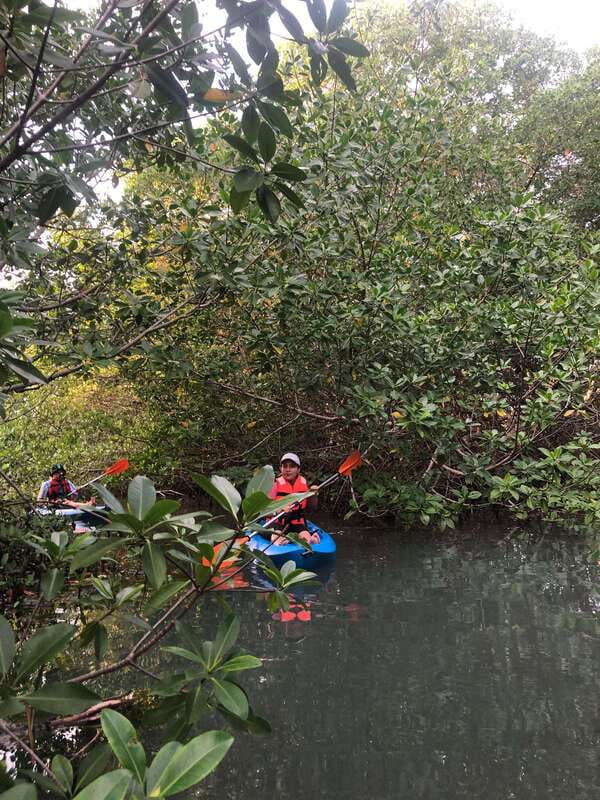 Kayak Tour in Cancun with Photos included - Wildlife spotting: birds, fish, mangroves, and what to look for