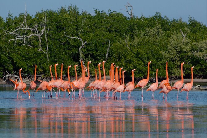Las Coloradas and Rio Lagartos Tour with All Inclusive - Crocodile farm visit: holding and feeding up close