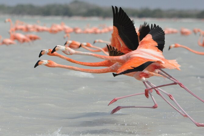 Las Coloradas and Rio Lagartos Tour with All Inclusive - Food, drinks, and the included lunch that keeps the day moving
