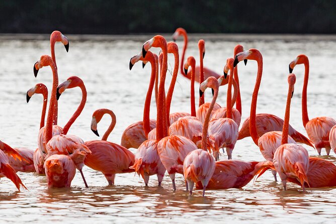 Las Coloradas Pink Lake & Rio Lagartos Guided Tour - What the $144 really buys, and what you’ll pay extra