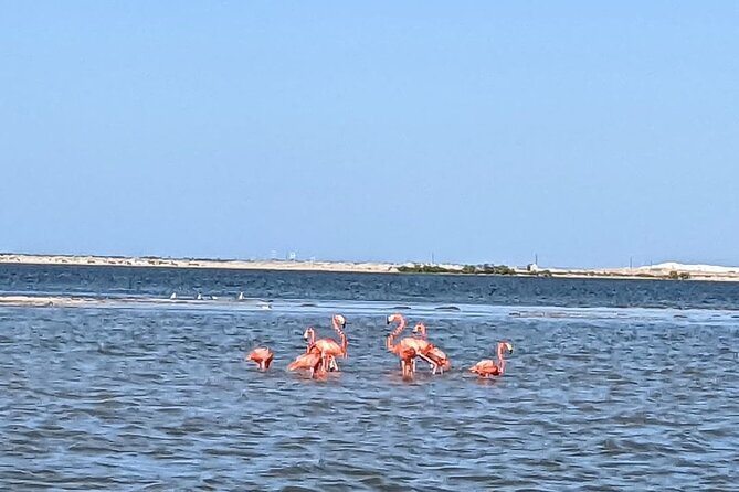 Las Coloradas Tour! Boat Ride, Lunch & Rio Lagartos from Cancun - The Mayan mud bath: a real spa moment with a local twist