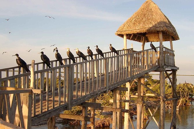 Magic Island Holbox! Experience From Cancun & Playa del Carmen - Stop 4: Punta Mosquito beach for shallow, clear water