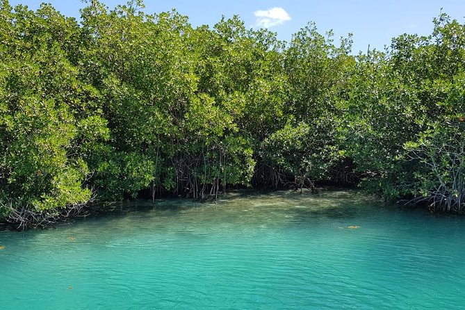 Mangrove and Lagoon Speed Boat Tour - What’s Included vs. What Costs Extra (And How to Judge Value)