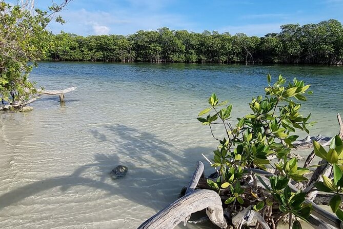 Mangrove and Lagoon Speed Boat Tour - Getting There: Marina Puerto Madero and Day-of Flow