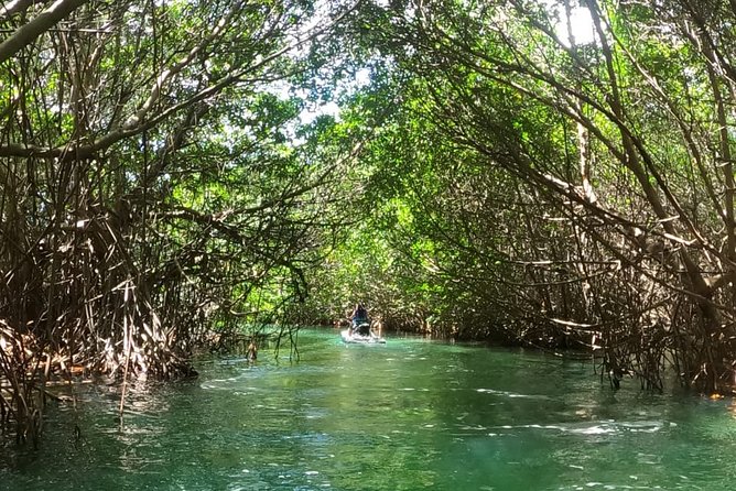 Mangrove and Lagoon Speed Boat Tour - Should You Book This Mangrove and Lagoon Speed Boat Tour?