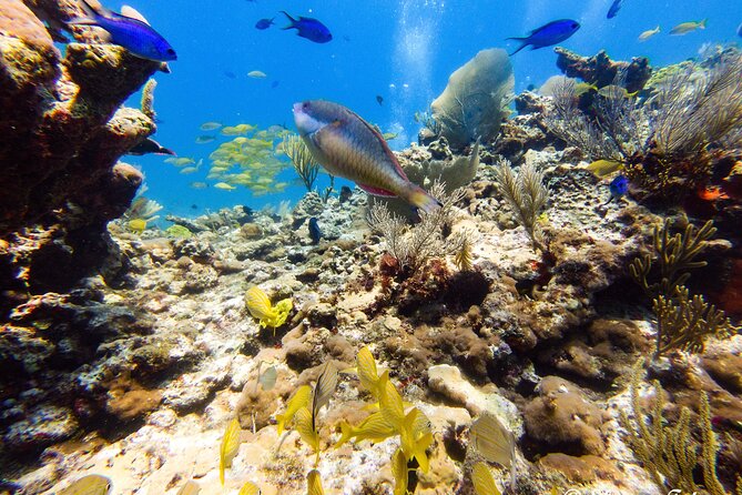 MUSA Museum and Colorful Reef 2 Tank Dive-Certified Divers - MUSA underwater museum at 9m/30ft: what you’ll see