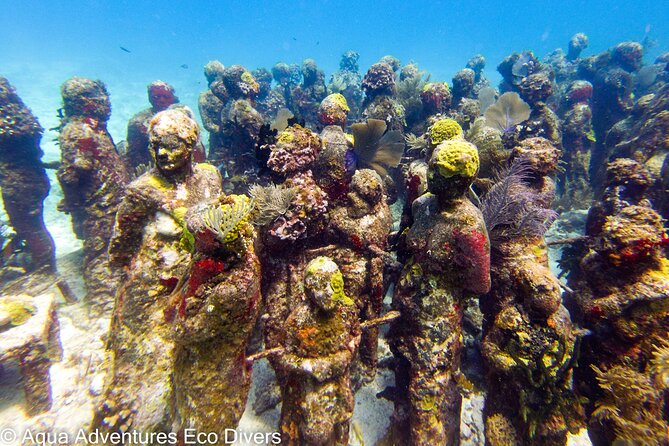 MUSA Museum and Colorful Reef 2 Tank Dive-Certified Divers - Price and value: where your $100 actually goes
