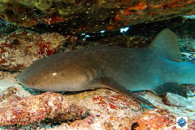 MUSA Museum and Colorful Reef 2 Tank Dive-Certified Divers - Who this scuba outing fits best