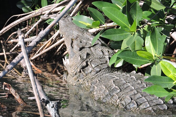 Nichupte Lagoon Wildlife Tour - Nichupté Lagoon at Sunset: Why This Cruise Feels Local