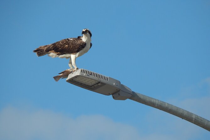 Nichupte Lagoon Wildlife Tour - Small Group Size: How Capped at Eight Changes Your Wildlife Odds