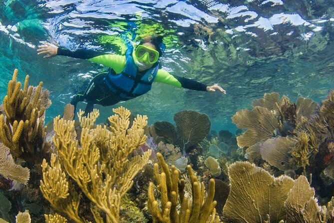 Nizuc Reef Snorkel Experience - The mangrove cruise through Nichupte Lagoon (wildlife by habitat, not guarantees)