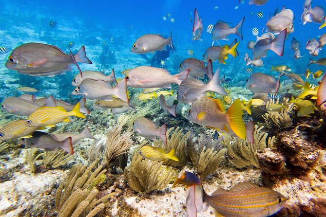 Open Water Certification Course-PADI - Isla Mujeres PADI Open Water: Why this 3-day rhythm makes sense