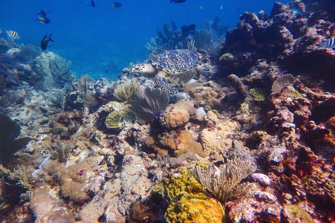Open Water Certification Course-PADI - What’s included (and what that means for your planning)