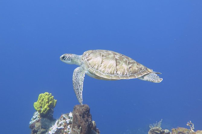 Open Water Diver course PADI in Cancun - Why Cancun Open Water Skills Make Sense for First-Timers