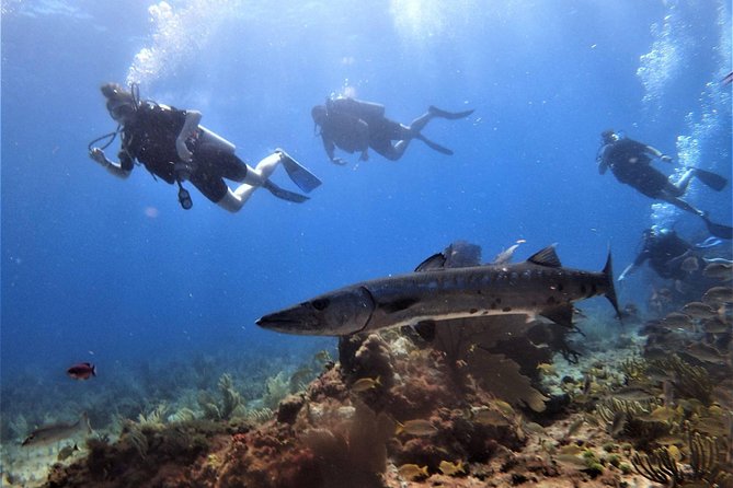 Open Water Diver course PADI in Cancun - Day Two at Blue Dive: Four Ocean Outings, Step by Step