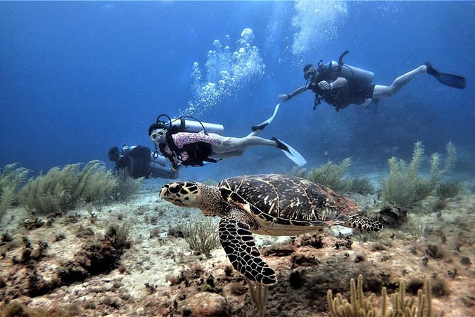 Open Water Diver course PADI in Cancun - Equipment, Boat Transport, and Multilingual Instruction