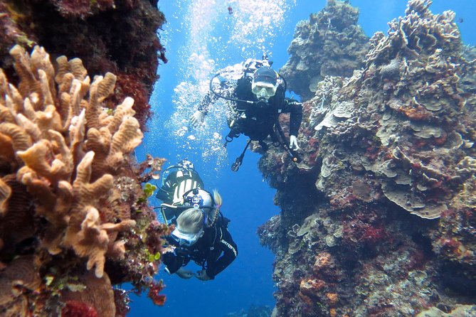 Open Water Diver course PADI in Cancun - Timing, Pickup, and How the Course Day Actually Flows