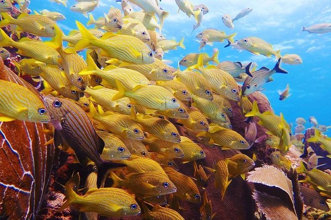 Open Water Diver course PADI in Cancun - Health Questions, Insurance Choices, and Who This Fits Best