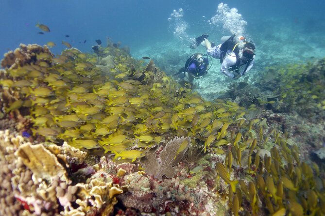 PADI Discover Scuba Diving for divers without certification - Stop 1: MUSA and its 400+ statues underwater